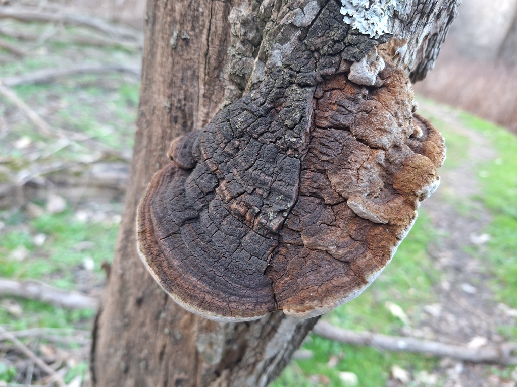 Fulvifomes robiniae · March 2026 · photo: © cigazze (iNaturalist, cc-by)