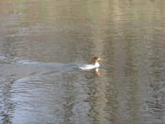 Mergus merganser
