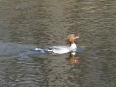 Mergus merganser