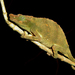 Marshall's Pygmy Chameleon - Photo (c) Bart  Wursten, some rights reserved (CC BY-NC-SA)