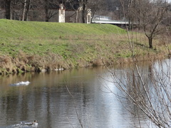 Mergus merganser