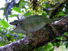 Marshall's African Leaf Chameleon photo 2