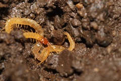 Geophilus flavus