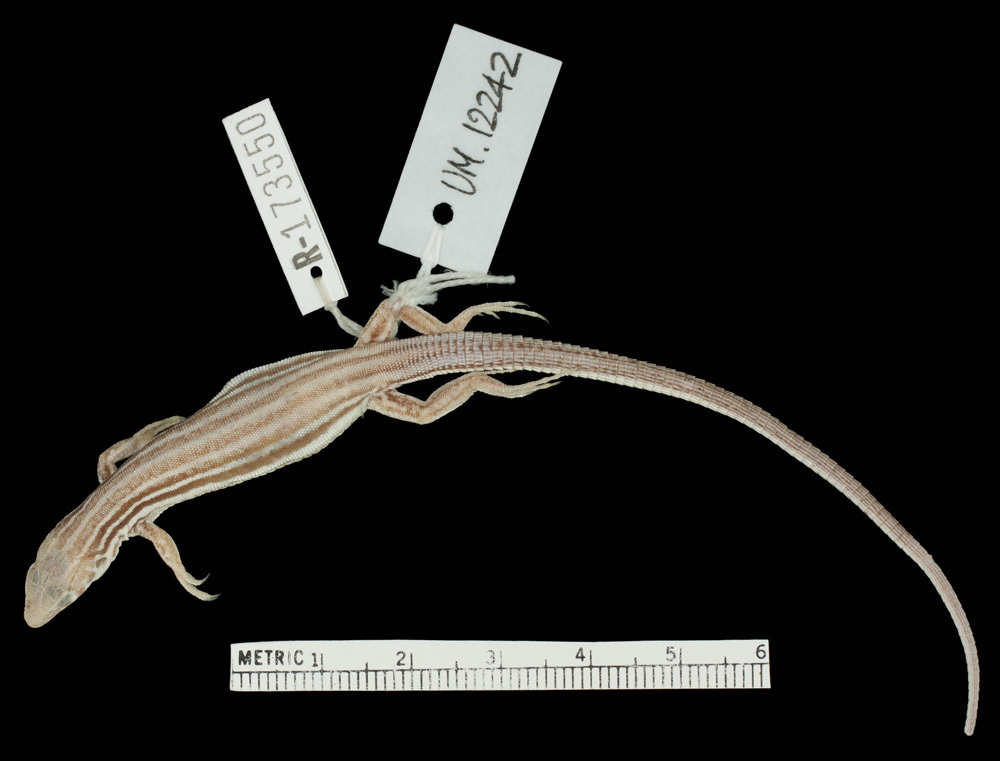 Bluetail Scrub Lizard