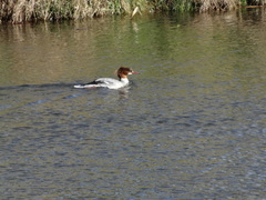 Mergus merganser
