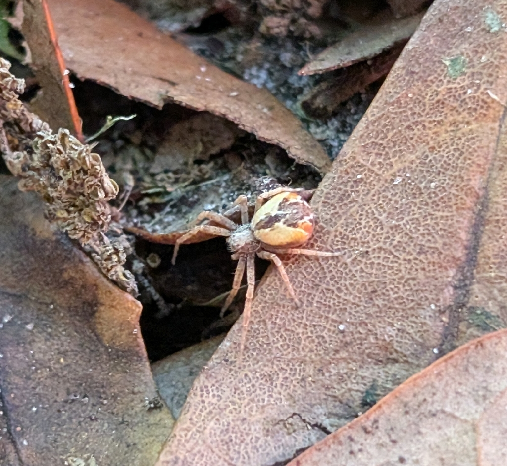 Philodromus floridensis