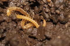 Geophilus flavus