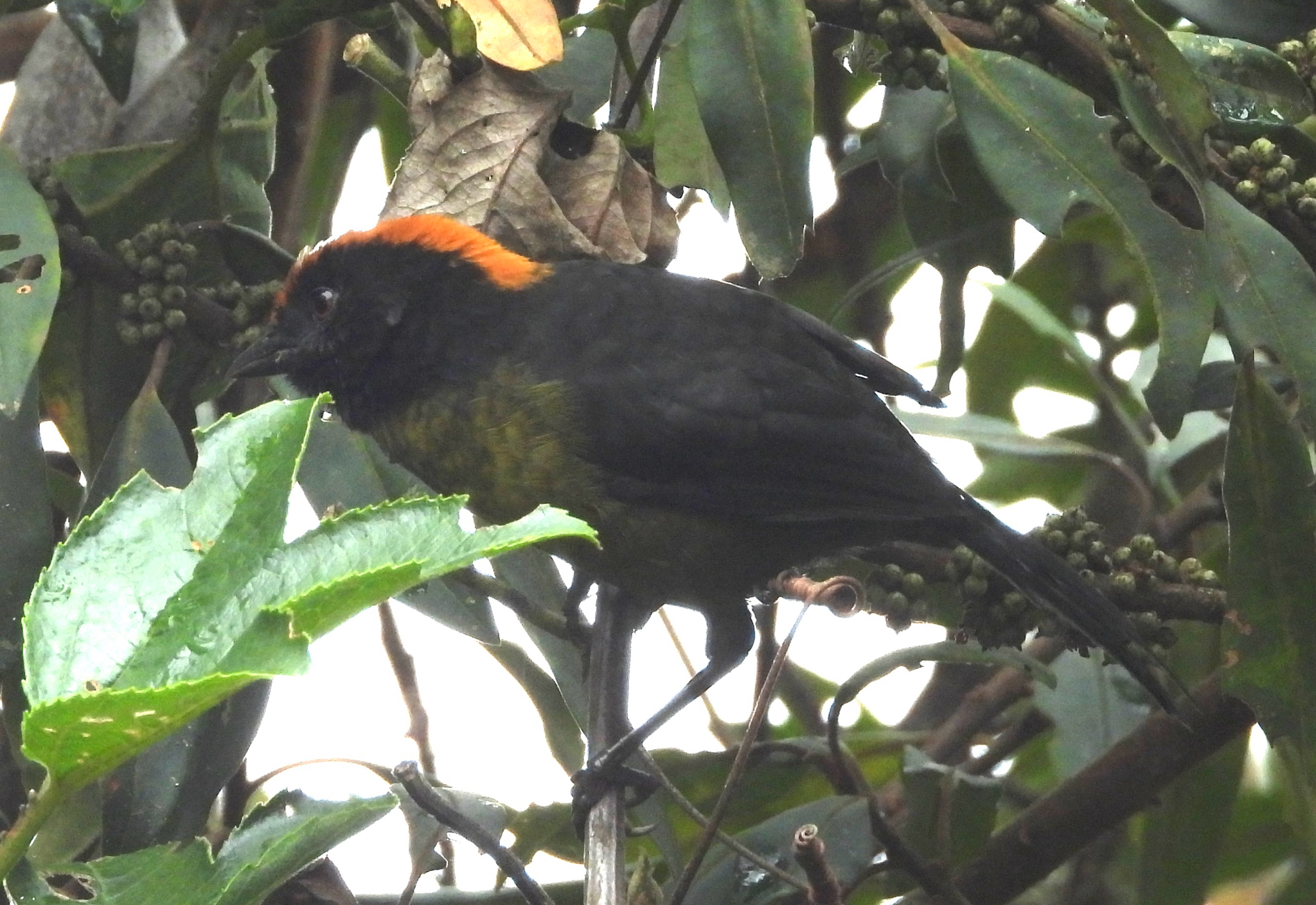 Grey-eared Brushfinch (Atlapetes melanolaemus), photo 2
