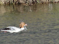 Mergus merganser