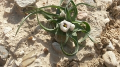 Colchicum palaestinum