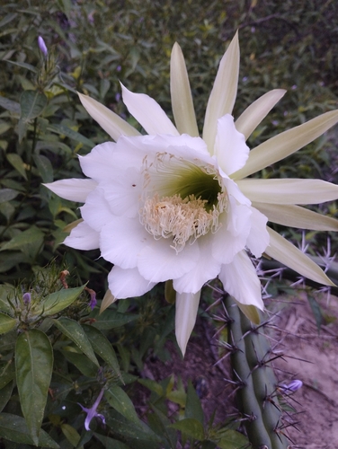 Harrisia pomanensis, photograph 4