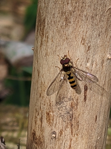 Unknown species found near Townsend, TN 37882, USA
