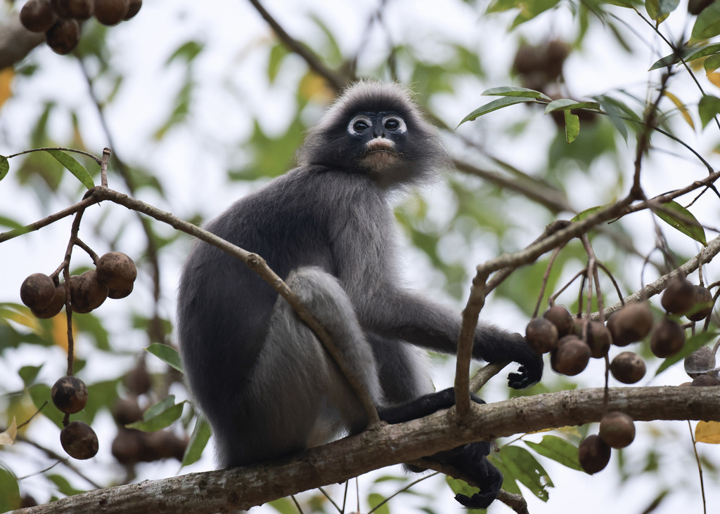 Dusky Leaf Monkey in December 2025 by martinallen2000 · iNaturalist