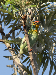 Psilopogon rubricapillus