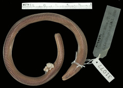 Black Limbless Skink photo 4
