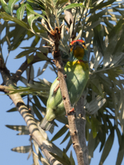 Psilopogon rubricapillus