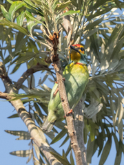 Psilopogon rubricapillus