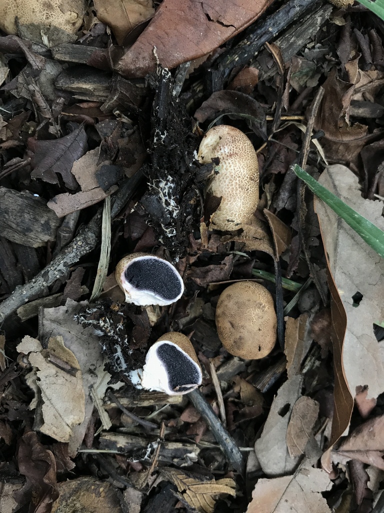 Scleroderma areolatum