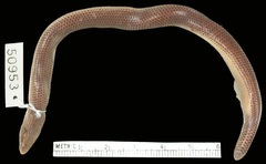 Black Limbless Skink photo 5