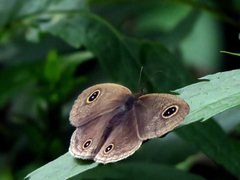 Ypthima multistriata