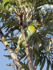 Psilopogon rubricapillus