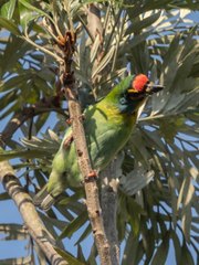 Psilopogon rubricapillus