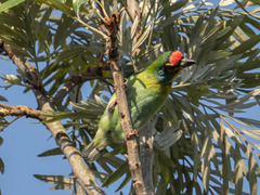 Psilopogon rubricapillus