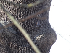 Sitta europaea