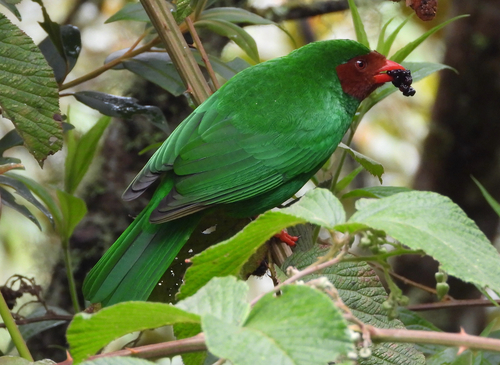Grass-green Tanager (Chlorornis riefferii), photo 4