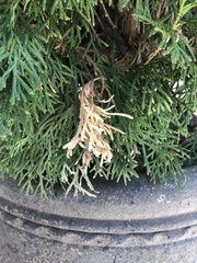 Pestalotiopsis funerea