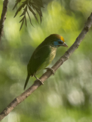 Psilopogon flavifrons