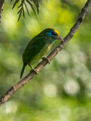 Psilopogon flavifrons