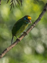 Psilopogon flavifrons