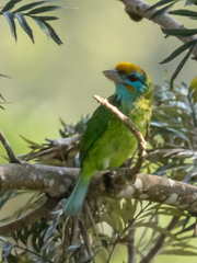 Psilopogon flavifrons