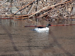 Mergus merganser
