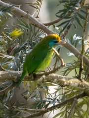 Psilopogon flavifrons