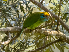 Psilopogon flavifrons