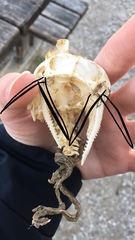 Siluriformes