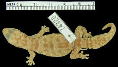 Loveridge's Rock Gecko photo 3