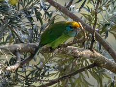 Psilopogon flavifrons