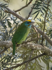 Psilopogon flavifrons