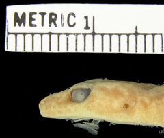 Loveridge's Rock Gecko photo 5