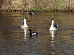 Anser cygnoides domesticus
