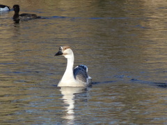 Anser cygnoides domesticus