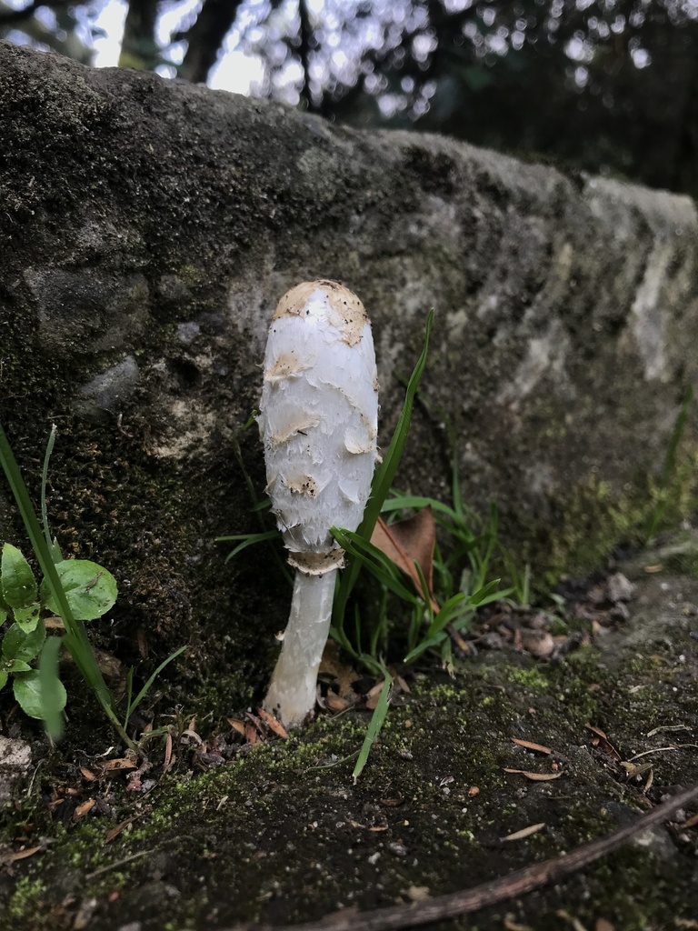 Coprinus comatus · March 2026 · photo: © paganka (iNaturalist, cc-by-nc)