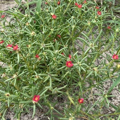 Portulaca kermesina image