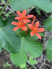 Jatropha nudicaulis