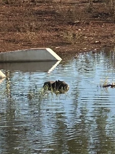 Capybara