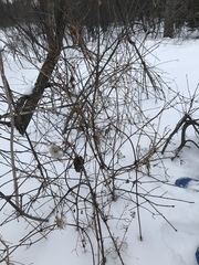 Clematis occidentalis