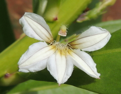 Scaevola taccada taccada